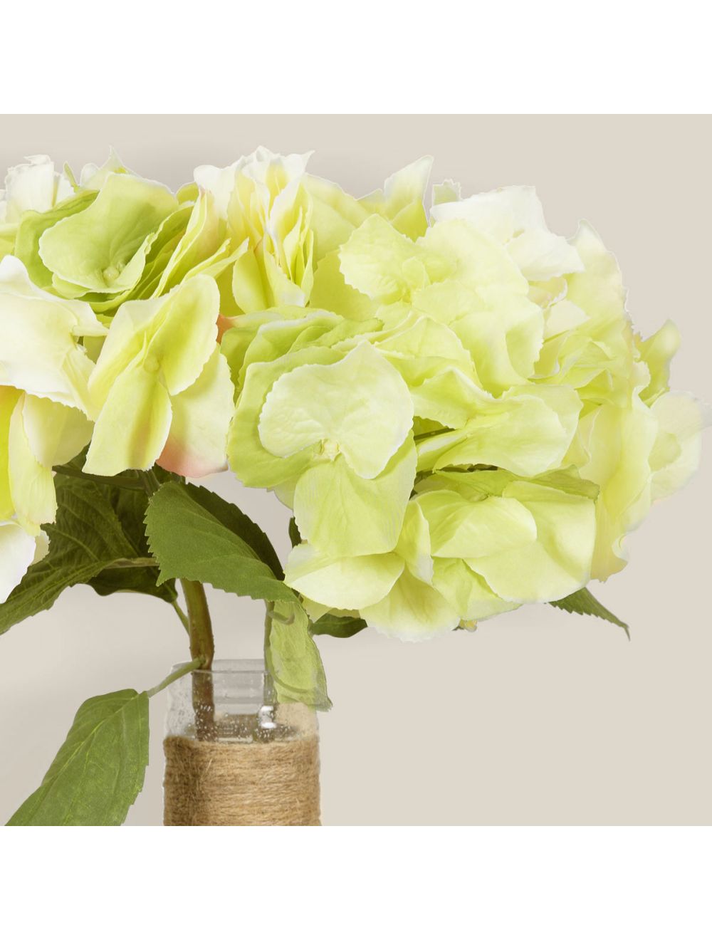 Hydrangea-IAAH